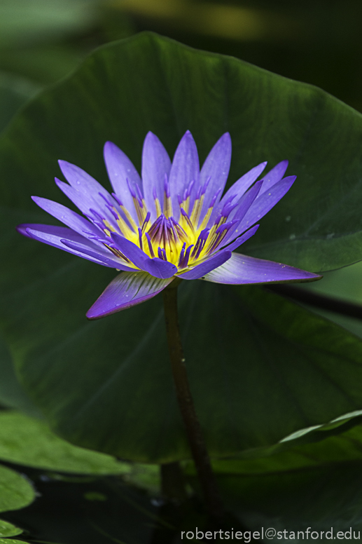 water lily